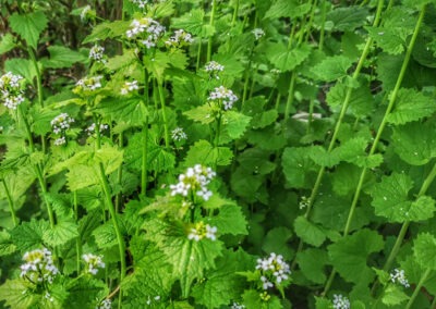 Kräuter und Blüten animieren zu Another Green Journey