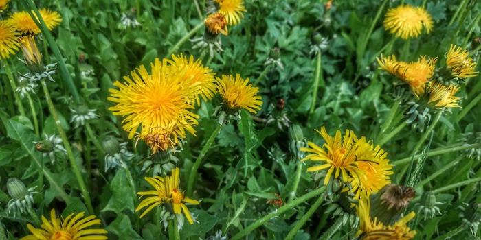 Kräuter und Blüten animieren zu Another Green Journey